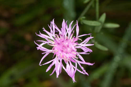 Centaurea stoebe #3